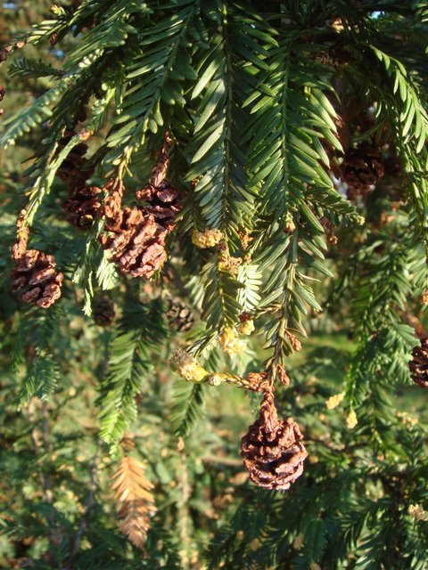 Sequoia sempervirens cone